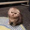 Стикер 61 Котнота
