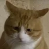 Стикер 28 Котнота