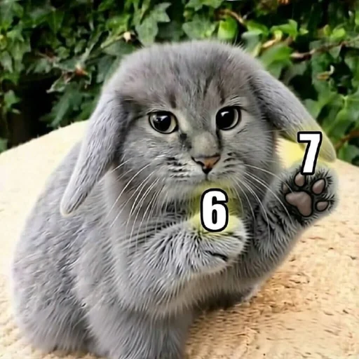 🤩 Стикер «Котокролик» для Telegram
