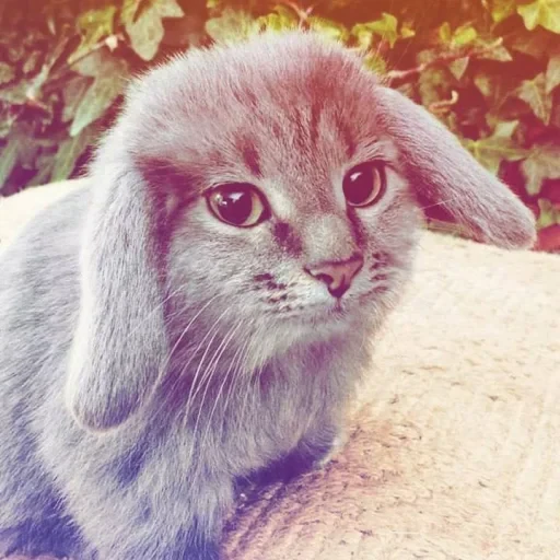 🤩 Стикер «Котокролик» для Telegram
