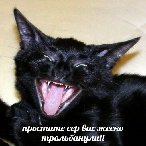 😂 Стикер «memy pró kotov (po rzhatí)» для Telegram