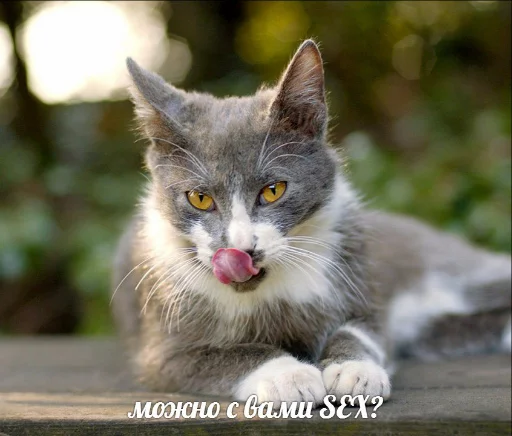 😘 Стикер «memy pró kotov (po rzhatí)» для Telegram