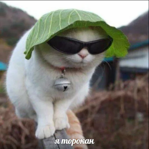 🐜 Стикер «memy pró kotov (po rzhatí)» для Telegram