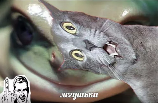 🐸 Стикер «memy pró kotov (po rzhatí)» для Telegram