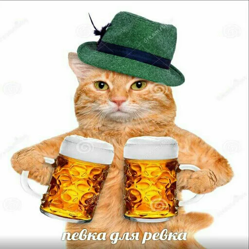 🍻 Стикер «memy pró kotov (po rzhatí)» для Telegram