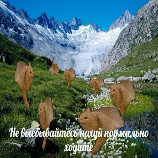 😡 Стикер «memy pró kotov (po rzhatí)» для Telegram