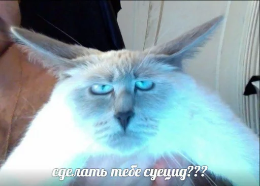 😑 Стикер «memy pró kotov (po rzhatí)» для Telegram