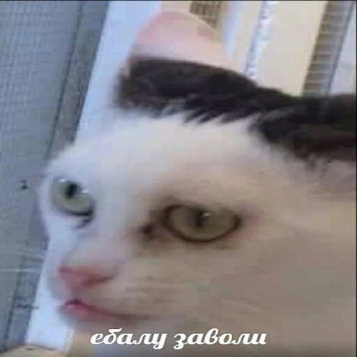 👺 Стикер «memy pró kotov (po rzhatí)» для Telegram