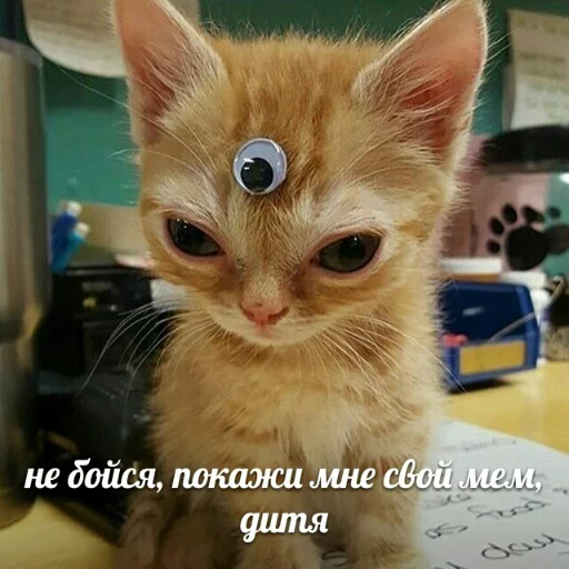 👀 Стикер «memy pró kotov (po rzhatí)» для Telegram