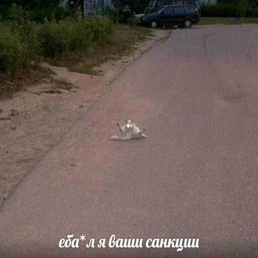 🖕 Стикер «memy pró kotov (po rzhatí)» для Telegram