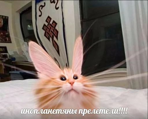 👽 Стикер «memy pró kotov (po rzhatí)» для Telegram