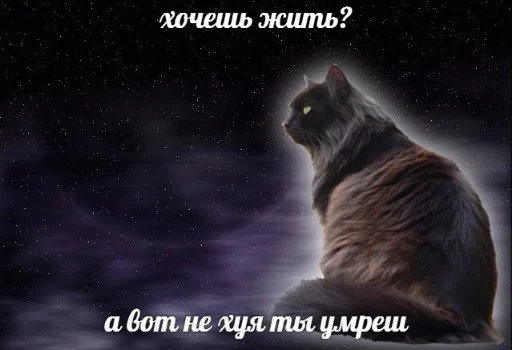 💀 Стикер «memy pró kotov (po rzhatí)» для Telegram