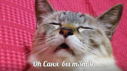 😻 Стикер «memy pró kotov (po rzhatí)» для Telegram