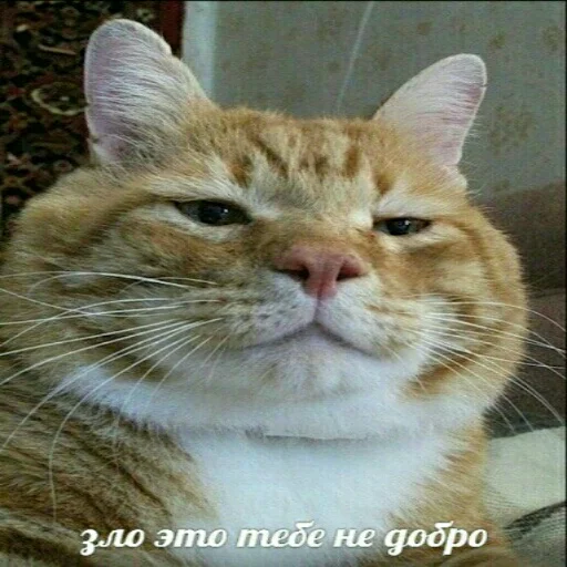 🤔 Стикер «memy pró kotov (po rzhatí)» для Telegram
