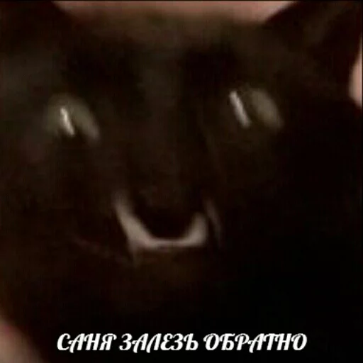 😱 Стикер «memy pró kotov (po rzhatí)» для Telegram