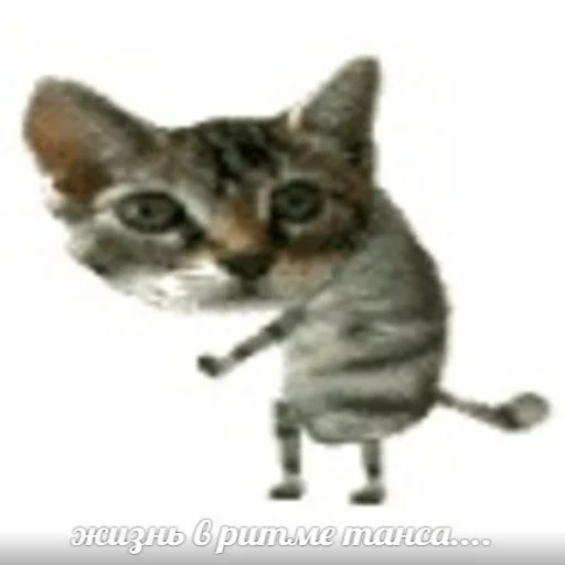 Стикерпак memy pró kotov (po rzhatí) для Telegram