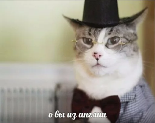 🇬🇧 Стикер «memy pró kotov (po rzhatí)» для Telegram