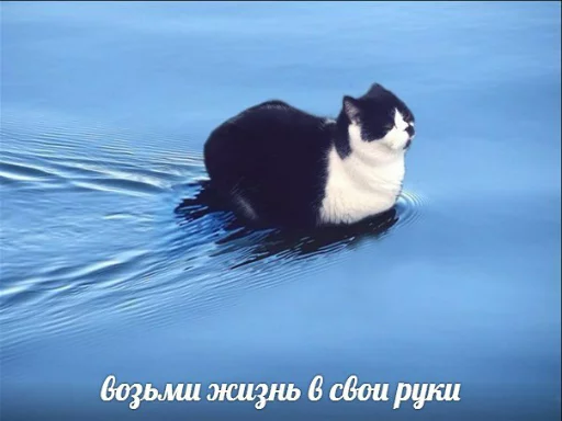 👐 Стикер «memy pró kotov (po rzhatí)» для Telegram