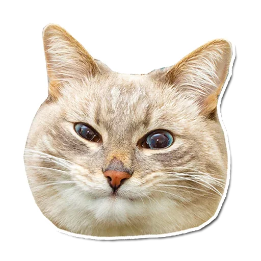 🤯 Стикер «Котончик» для Telegram