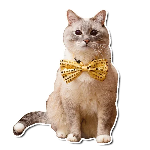 🤯 Стикер «Котончик» для Telegram