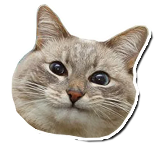 🤯 Стикер «Котончик» для Telegram