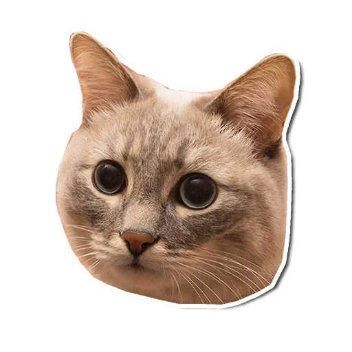 🤯 Стикер «Котончик» для Telegram