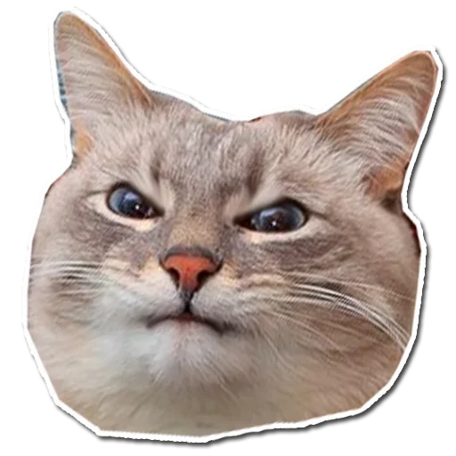 🤯 Стикер «Котончик» для Telegram