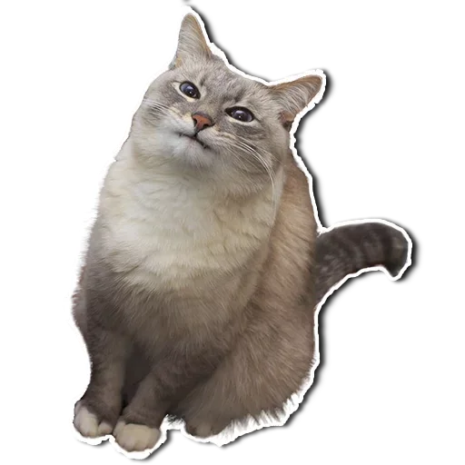 🤯 Стикер «Котончик» для Telegram