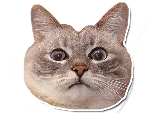 🤯 Стикер «Котончик» для Telegram