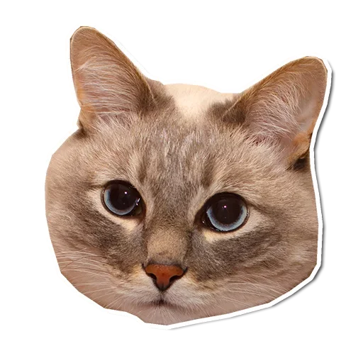 🤯 Стикер «Котончик» для Telegram