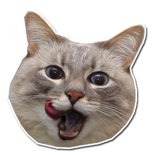 🤯 Стикер «Котончик» для Telegram