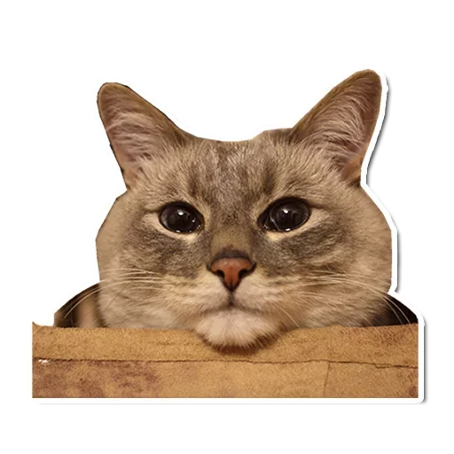 🤯 Стикер «Котончик» для Telegram