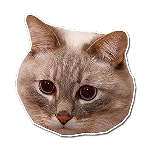 🤯 Стикер «Котончик» для Telegram