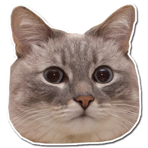 🤯 Стикер «Котончик» для Telegram