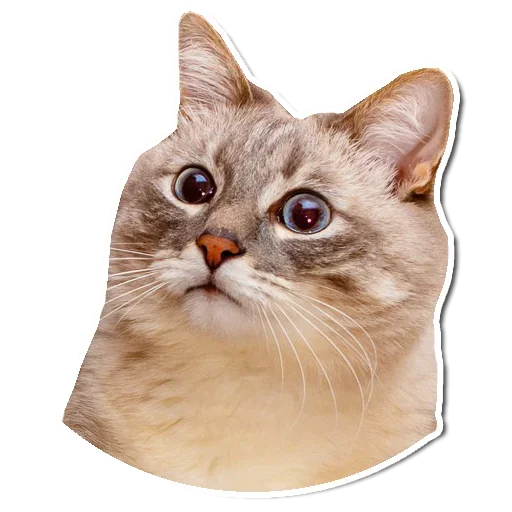 🤯 Стикер «Котончик» для Telegram