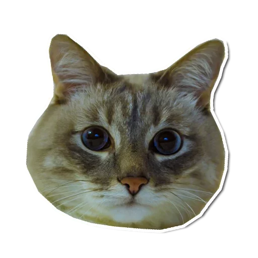 🤯 Стикер «Котончик» для Telegram
