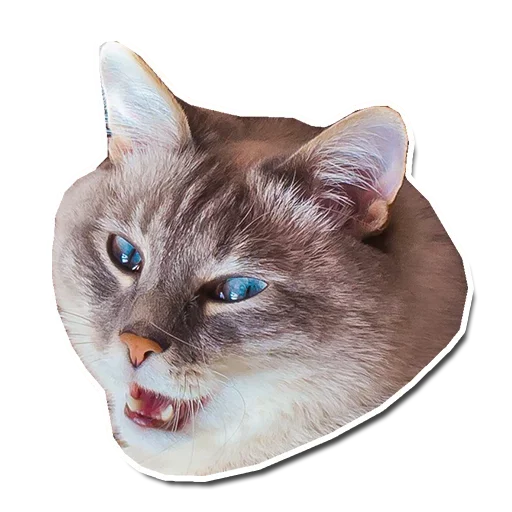 🤯 Стикер «Котончик» для Telegram
