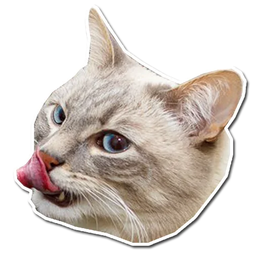 🤯 Стикер «Котончик» для Telegram