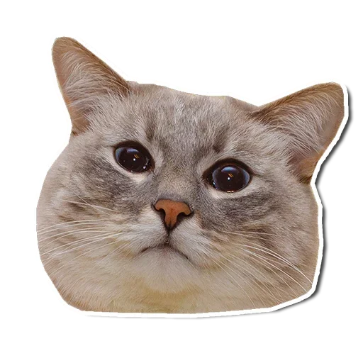 🤯 Стикер «Котончик» для Telegram