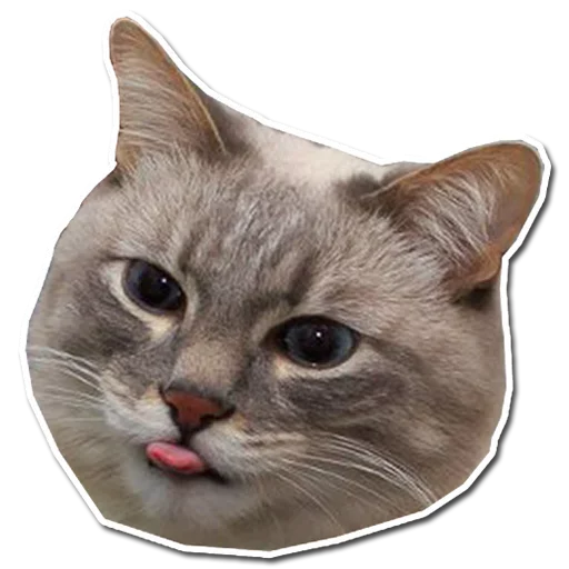 🤯 Стикер «Котончик» для Telegram