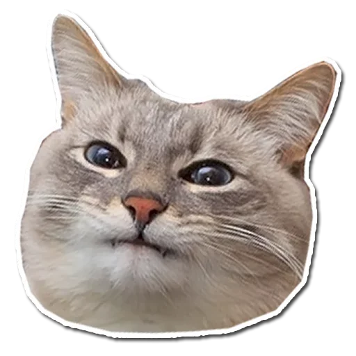 🤯 Стикер «Котончик» для Telegram