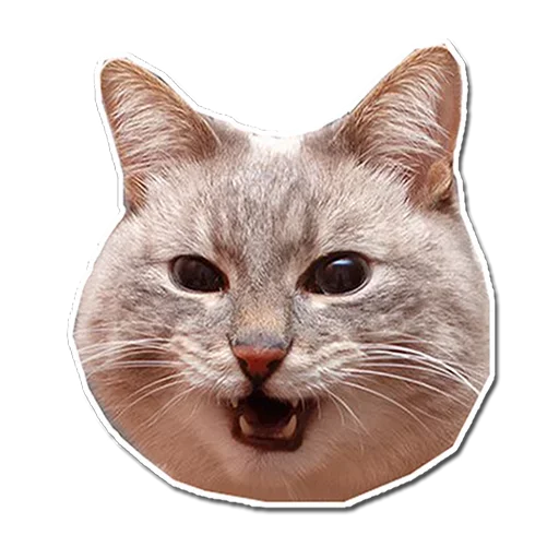 🤯 Стикер «Котончик» для Telegram