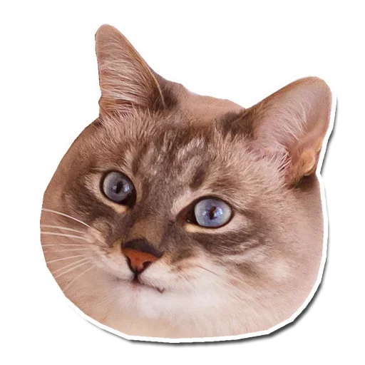 🤯 Стикер «Котончик» для Telegram