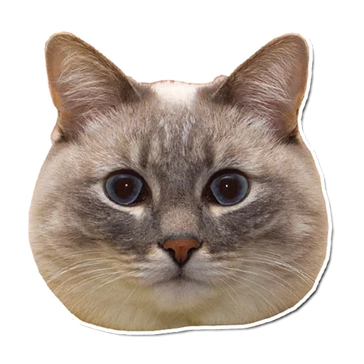 🤯 Стикер «Котончик» для Telegram