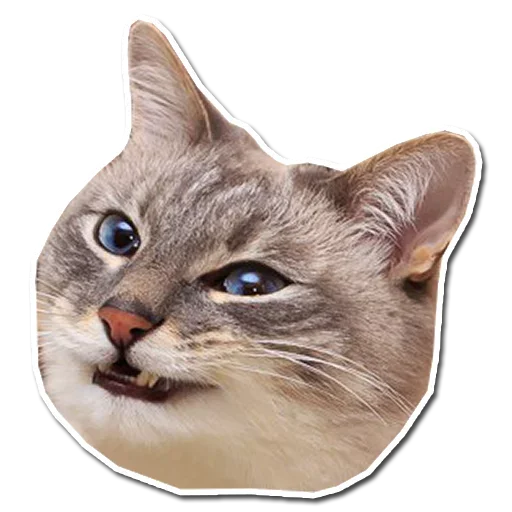 🤯 Стикер «Котончик» для Telegram