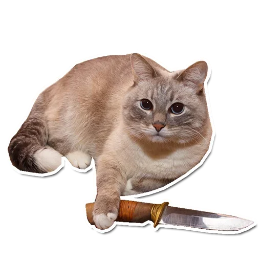 🤯 Стикер «Котончик» для Telegram