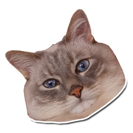 🤯 Стикер «Котончик» для Telegram