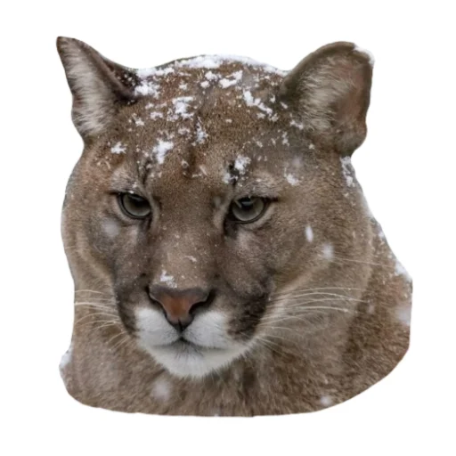 🥶 Стикер «Мемная Пума» для Telegram