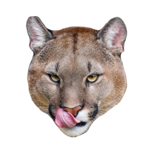 🐱 Стикер «Мемная Пума» для Telegram