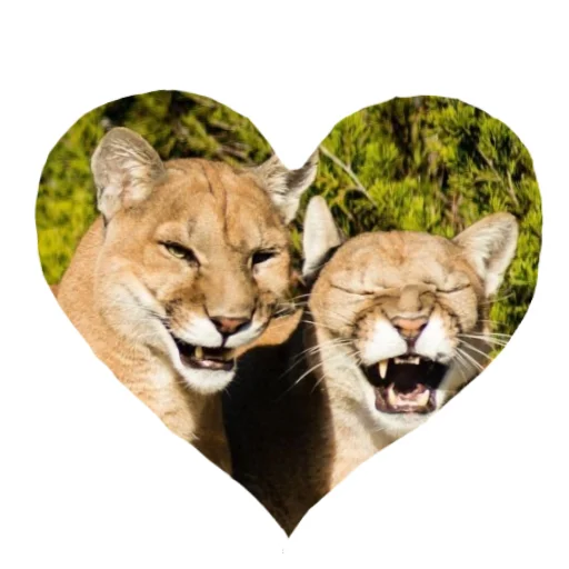 🐱 Стикер «Мемная Пума» для Telegram
